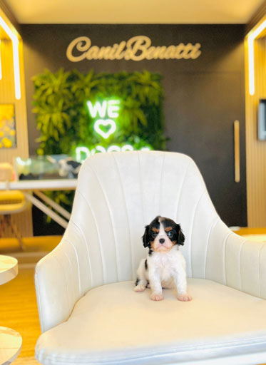 af3c9855-97b7-4acd-bea7-31cd3ae60bb7