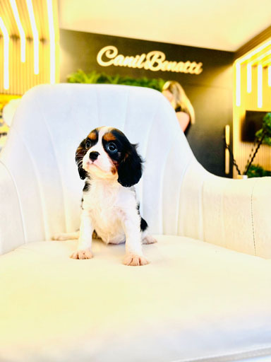 dc651c4f-4d93-47a5-b09c-dd5f739e165c