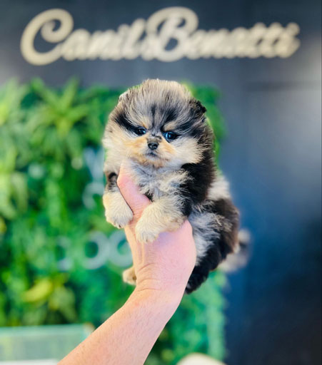 f2539858-3f10-4704-be11-da6147b819a2