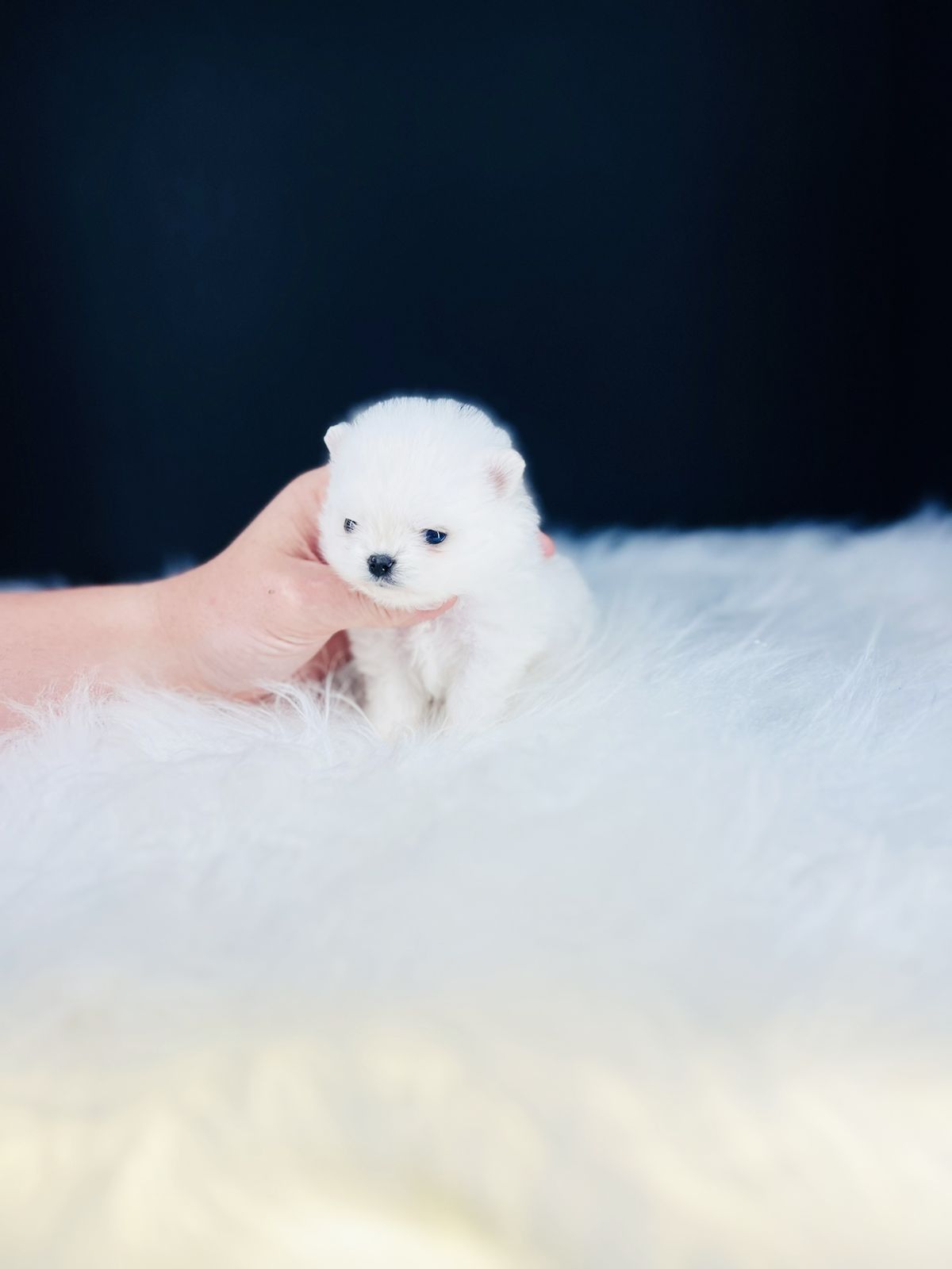 e66c44b1-764c-41f5-b69f-19f699ff7f02